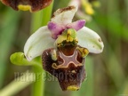 Ophrys holoserica 6050228