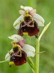 Ophrys holoserica 6050230