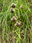 Ophrys holoserica 6050236