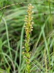 Orchis anthropophora 6050135