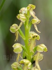 Orchis anthropophora 6050143