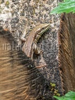 Podarcis muralis brongniardii female 6050184