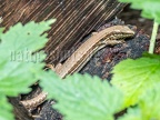 Podarcis muralis brongniardii female 6050189