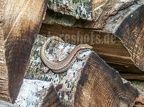 Podarcis muralis brongniardii female 6050197