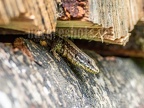 Podarcis muralis brongniardii male 6050174
