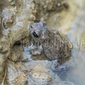 Bufo bufo juvenile 6210325