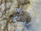 Bufo bufo juvenile 6210325