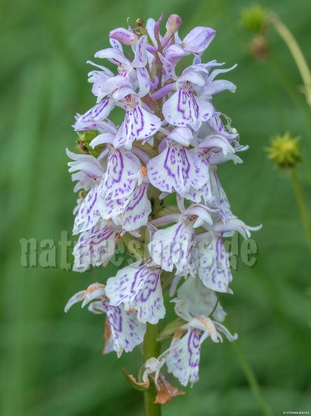 Dactylorhiza_maculata_6210279.jpg