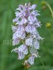 Dactylorhiza maculata 6210279