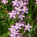 Centaurium quadrifolium 6210293