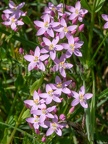 Centaurium quadrifolium 6210293