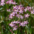Centaurium quadrifolium 6210309