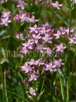 Centaurium quadrifolium 6210309