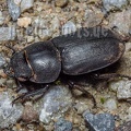 Dorcus parallelipipedus female 6280410