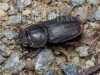 Dorcus parallelipipedus female 6280410