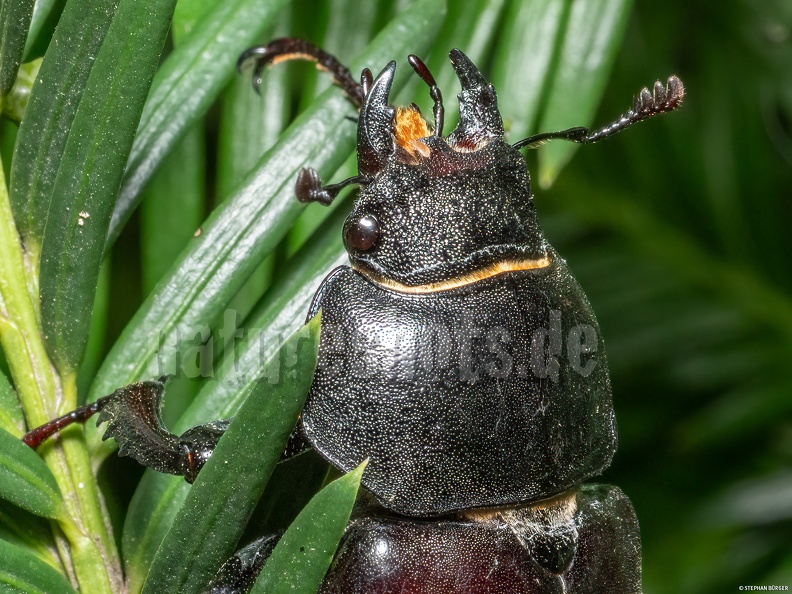 Lucanus_cervus_female_6280333.jpg