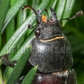 Lucanus cervus female 6280333