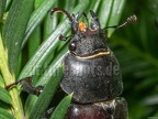 Lucanus cervus female 6280333