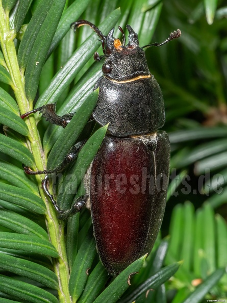 Lucanus_cervus_female_6280335.jpg