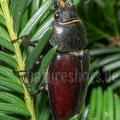 Lucanus cervus female 6280335