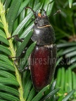 Lucanus cervus female 6280335