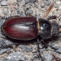 Lucanus cervus female 6280365