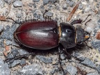 Lucanus cervus female 6280365