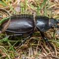 Lucanus cervus female 6280388