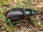 Lucanus cervus female 6280388