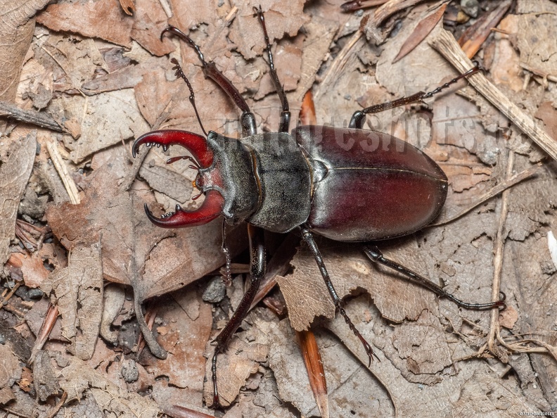 Lucanus_cervus_male_6280345.jpg