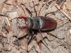Lucanus cervus male 6280345