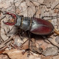Lucanus cervus male 6280346