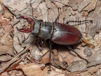 Lucanus cervus male 6280346