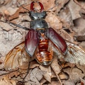 Lucanus cervus male 6280353