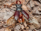 Lucanus cervus male 6280353