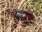 Lucanus cervus male 6280357