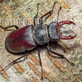 Lucanus cervus male 6280372