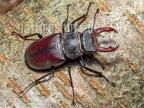 Lucanus cervus male 6280372