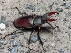 Lucanus cervus male 6280396
