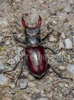 Lucanus cervus male 6280408