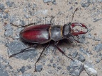 Lucanus cervus male 6280414