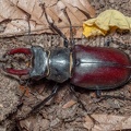 Lucanus cervus male 6280416