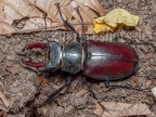 Lucanus cervus male 6280416