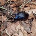 Carabus problematicus with mites 6280403