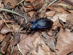 Carabus problematicus with mites 6280403