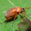 Serica brunnea 6280423