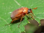 Serica brunnea 6280423